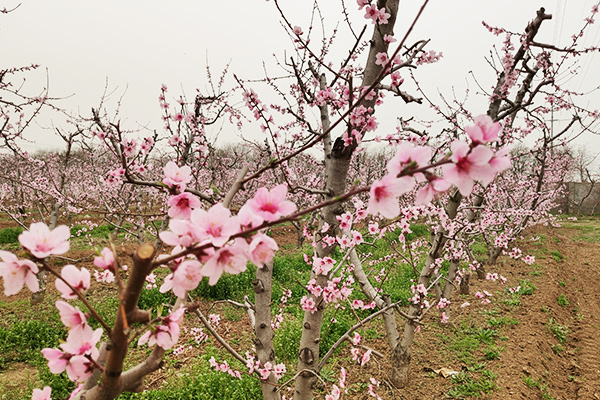 桃花基地风采