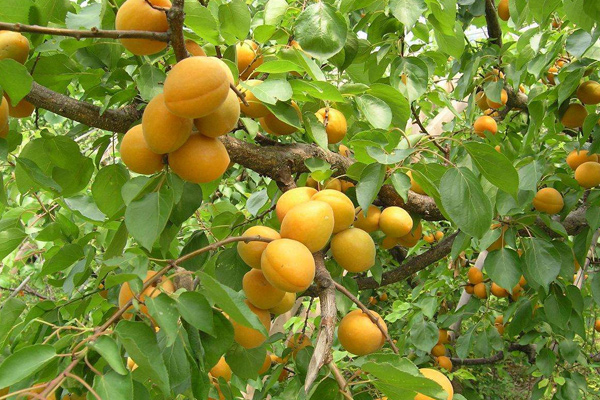 肥城珍珠油杏基地在哪里